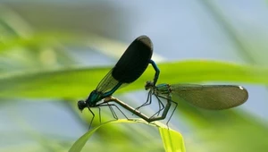 Te niezwykłe owady potrafią skraść serce. Niezwykły popis świtezianek