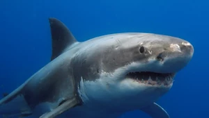 Rekiny w poważnym zagrożeniu. Nasz ekologiczny wynalazek może im zaszkodzić