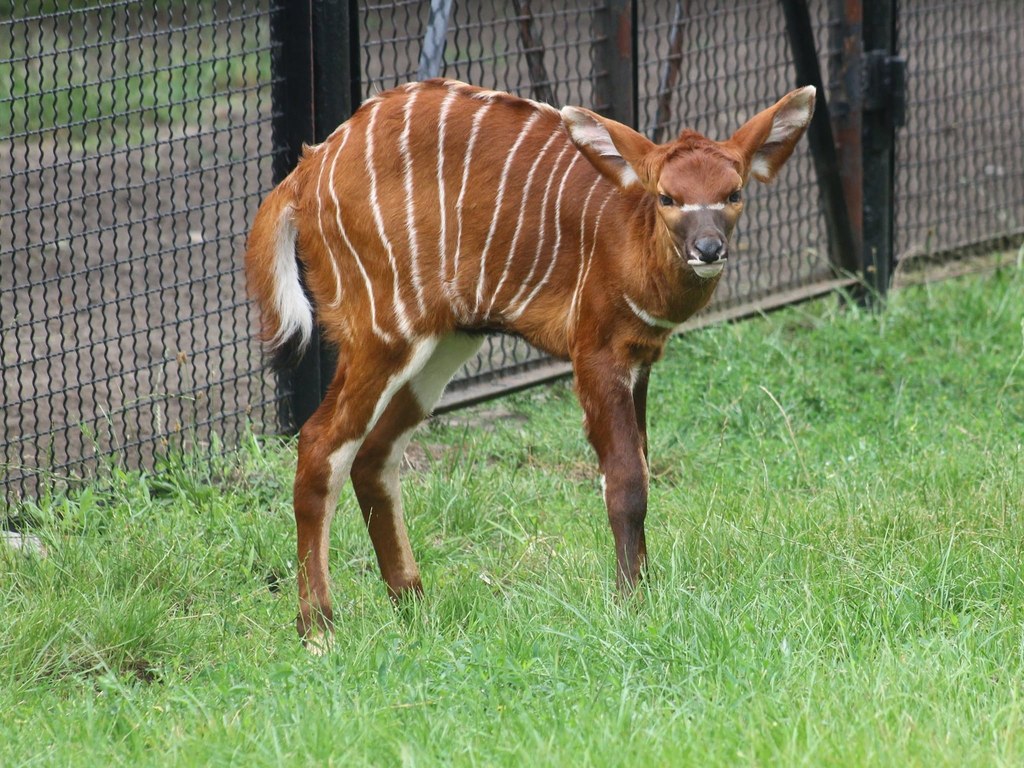 Nowo narodzona antylopa bongo z warszawskiego zoo