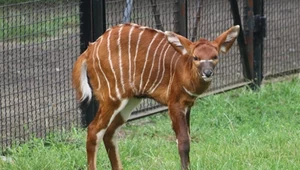 Nowo narodzona antylopa bongo z warszawskiego zoo