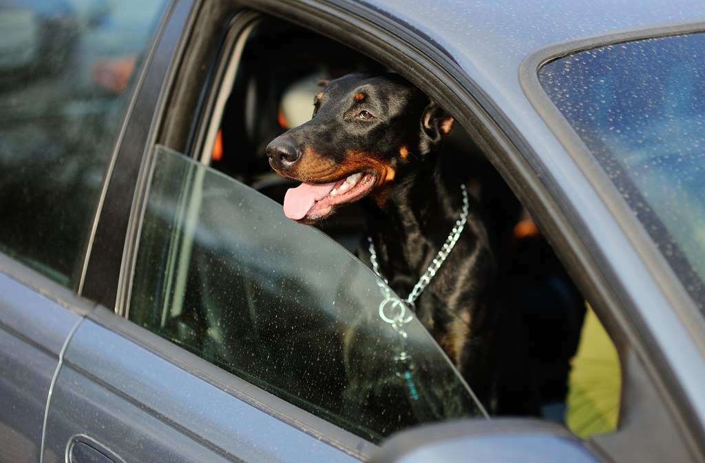 Doberman w samochodzie (zdjęcie poglądowe)