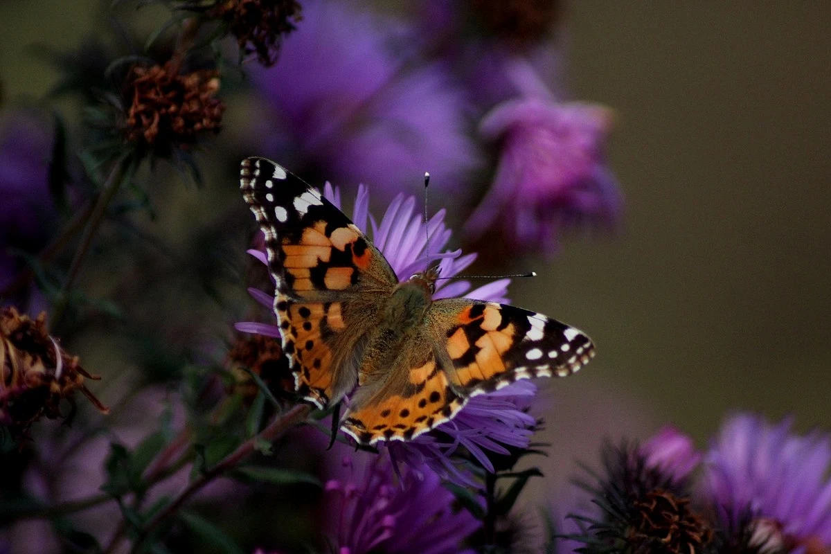 Rusałka osetnik sfotografowana w Polsce