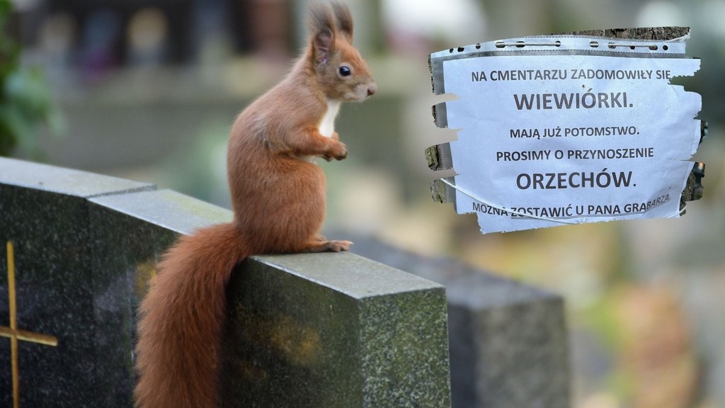 Na cmentarzu w Zabrzu pojawiło się ogłoszenie