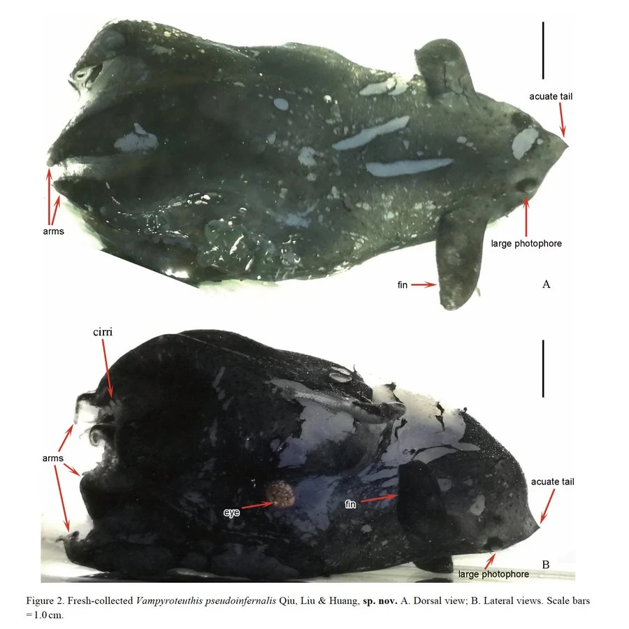 Odkryto nowy gatunek kałamarnicy Odkryto nowy gatunek kałamarnicy