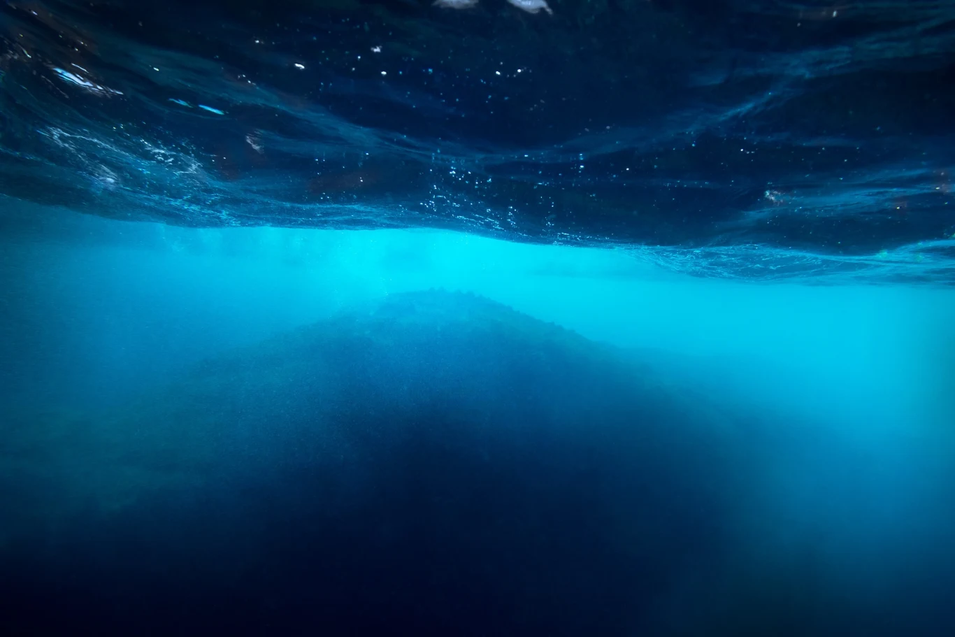 W Morzu Południowochińskim odkryto nowy gatunek organizmu zwanego wampirzycą W Morzu Południowochińskim odkryto nowy gatunek organizmu zwanego wampirzycą