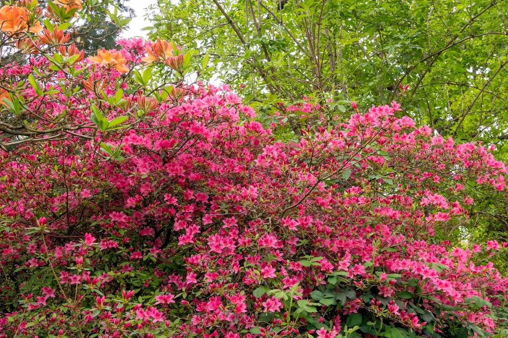 Rododendron przekwitł? Ruszaj z nożycami i tnij!