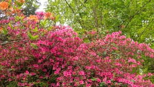 Nie spoczywaj na laurach. Przegapisz termin: rododendron już nie zakwitnie