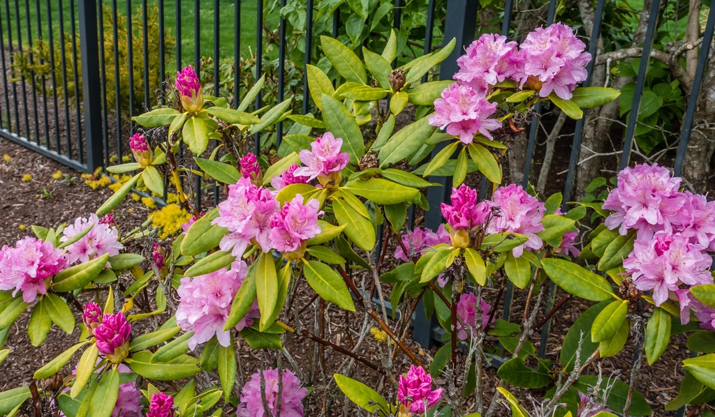 Jeśli łodygi rododendrona nie są zwarte, to konieczne jest diametralne cięcie