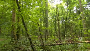 Puszcza Białowieska. Jedyny taki las w Europie