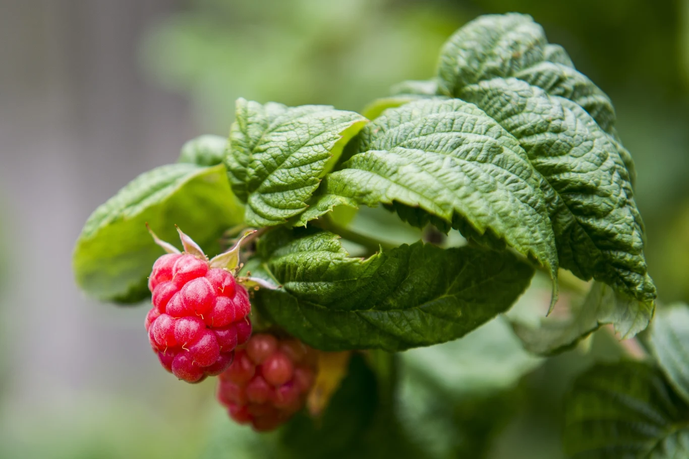 Dlaczego liście malin zwijają się? 