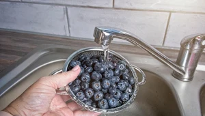 W ten sposób szybko umyjesz borówki. Większość osób popełnia niebezpieczny błąd 