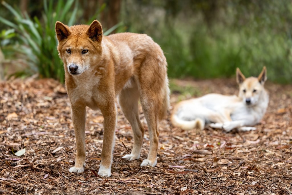 Dingo zaskakują swoim pochodzeniem. Coraz więcej o nim wiemy