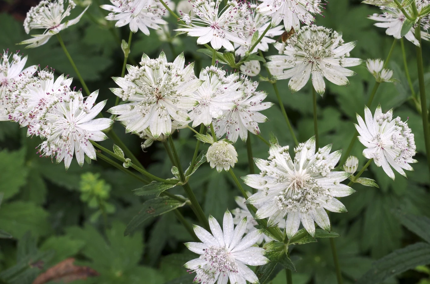 Jarzmianka zachwyca spektakularną urodą. Jej biała odmiana przypomina płatki śniegu