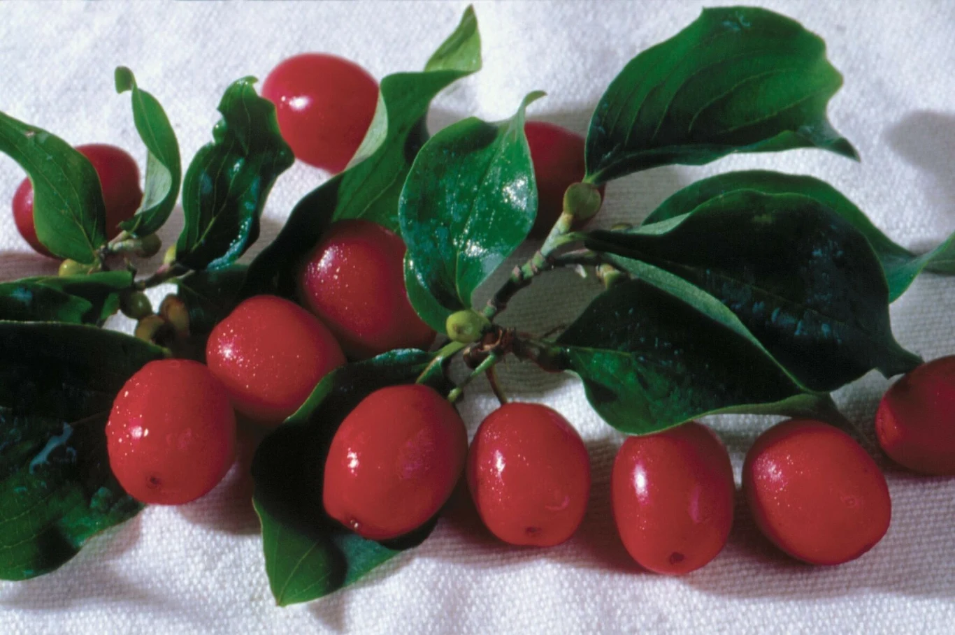 Dereń jadalny możesz posadzić jesienią w ogrodzie. To najzdrowszy owoc świata Dereń jadalny możesz posadzić jesienią w ogrodzie. To najzdrowszy owoc świata