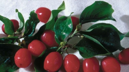 Dereń jadalny jest bardzo zdrowym owocem. To przykre, że Polacy tak rzadko po niego sięgają