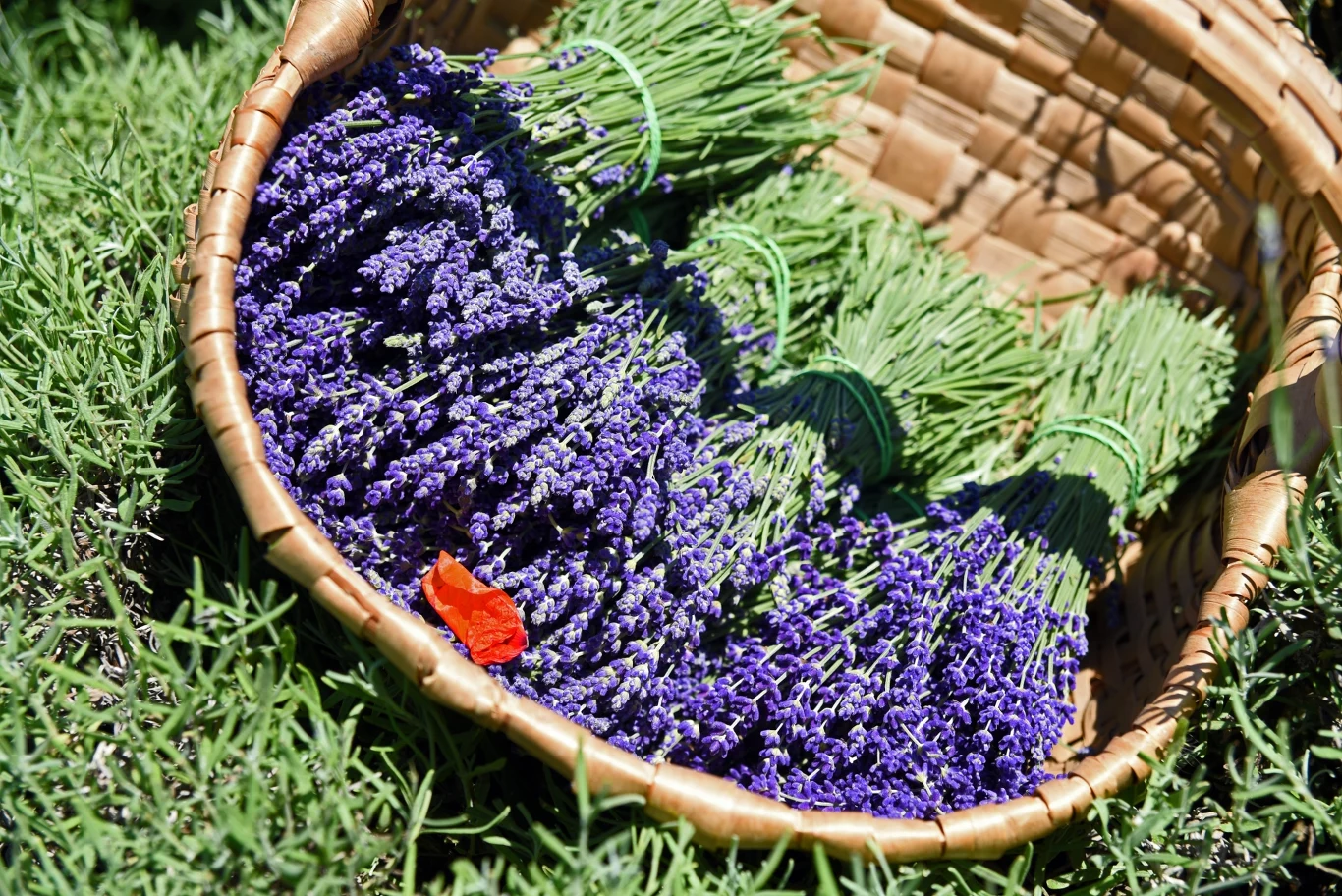 Jakie odmiany lawendy są jadalne?