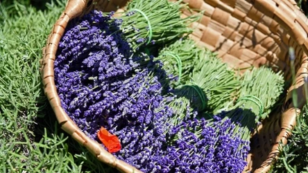 Jakie odmiany lawendy są jadalne?