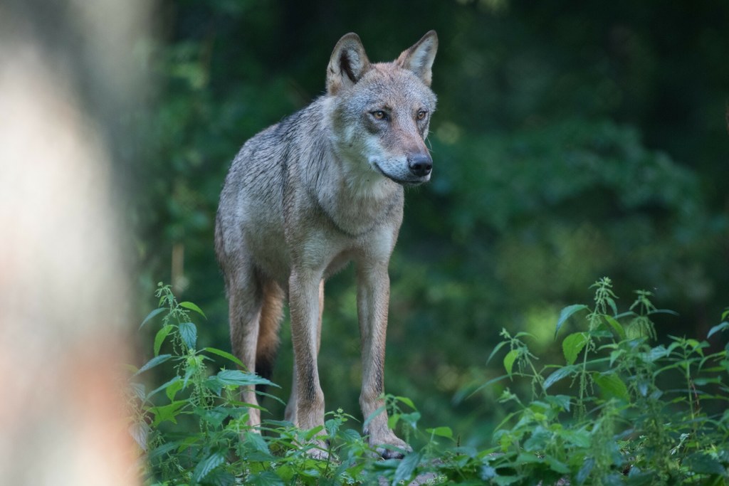 Dane dotyczące stanu liczebnego zwierząt chronionych - w tym wilka, mają charakter szacunkowy