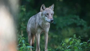 Dane dotyczące stanu liczebnego zwierząt chronionych - w tym wilka, mają charakter szacunkowy