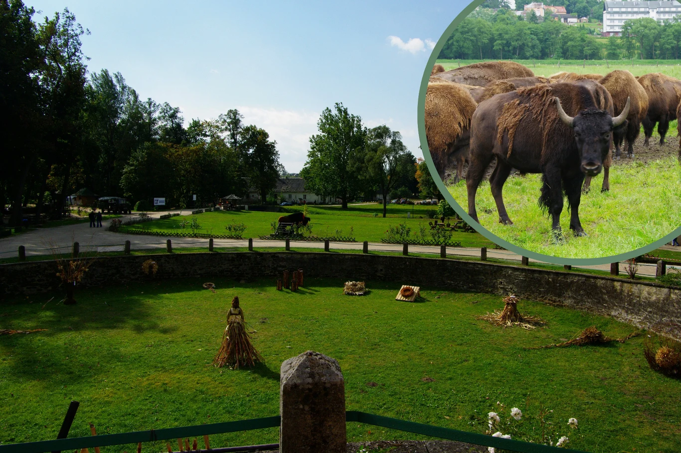 Gdzie w Polsce można zobaczyć bizony? Jedyne takie miejsce.