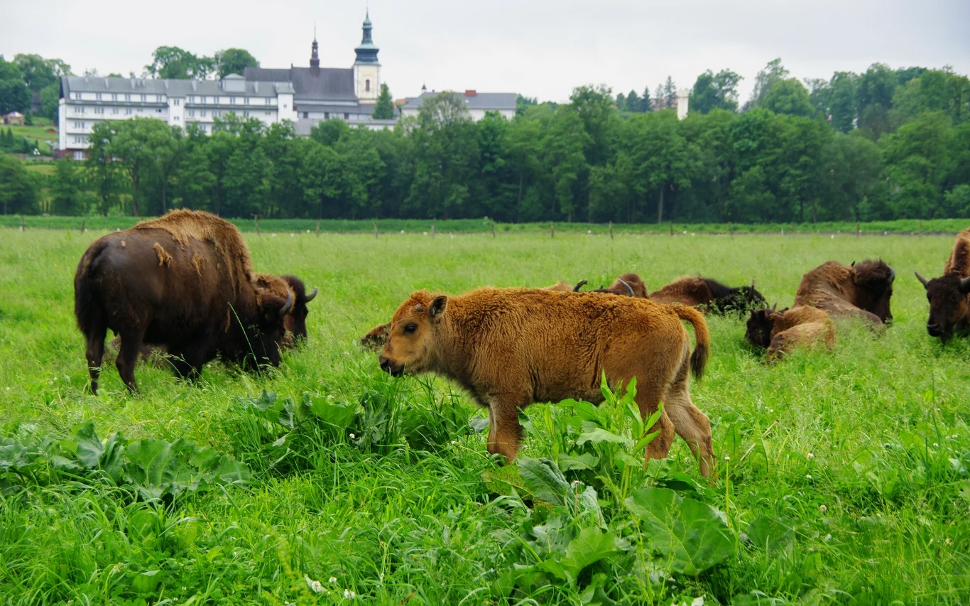 W Zespole Pałacowym w Kurozwękach mieści się jedyna w Polsce hodowla bizonów amerykańskich.