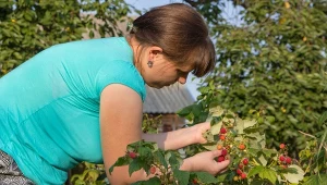 Tych owoców nie jedz prosto z krzaka. Wyglądają niewinnie, lecz mogą przysporzyć wielu problemów