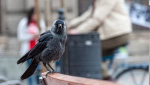 W polskim mieście uchwycono ptaka zombie. Reakcja stada zaskakuje