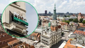 Poznańskie koziołki ponownie zawitały na wieżę ratuszową