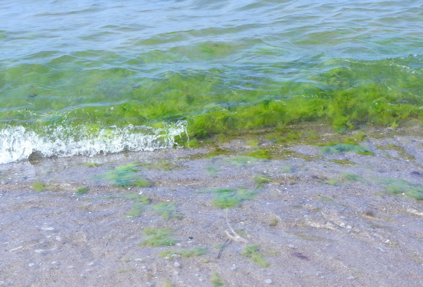 Sinice / zdj. ilustracyjne Sinice / zdj. ilustracyjne