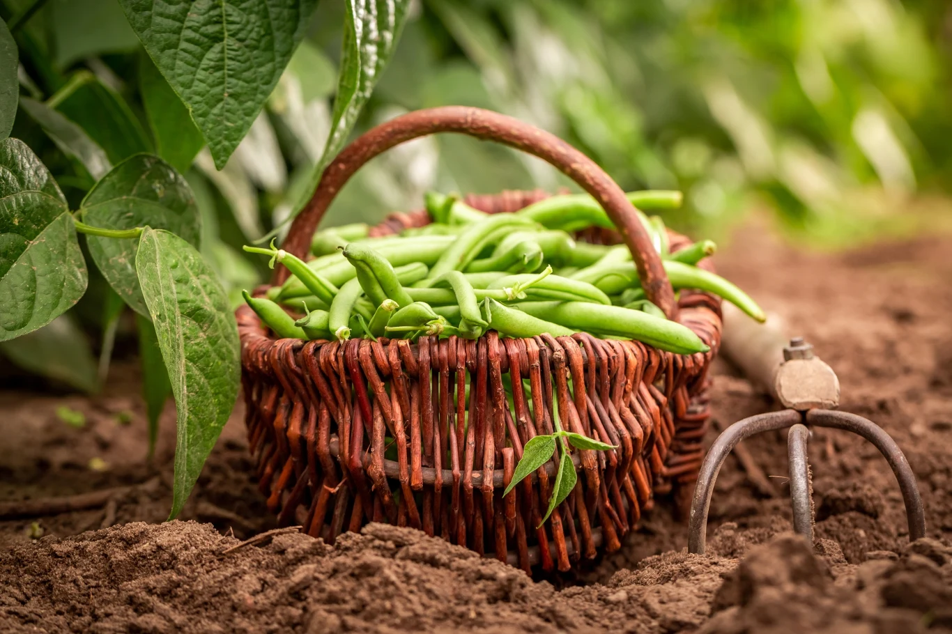 Żeby mieć obfite plony fasolki szparagowej, musimy nawozić ją np. naturalną odżywką.