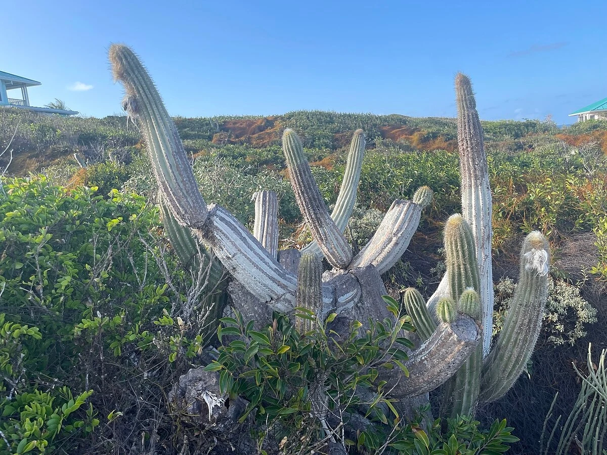 Kaktus Pilosocereus millspaughii wymarł z powodu podniesienia się poziomu mórz