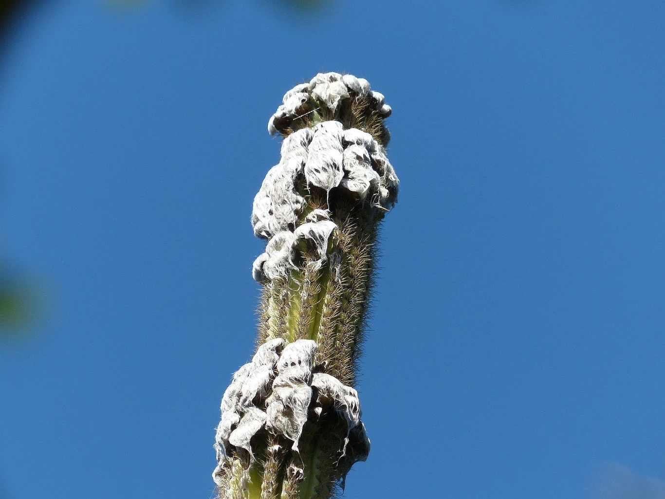 Kaktus Pilosocereus millspaughii wytwarzał białe włoski ochronne wokół kwiatów