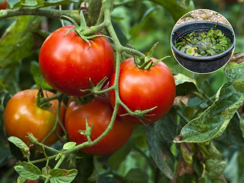 Pomidory można podlewać i opryskiwać gnojówką z pokrzyw Pomidory można podlewać i opryskiwać gnojówką z pokrzyw