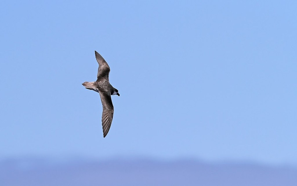 Petrel ubogi nad oceanem