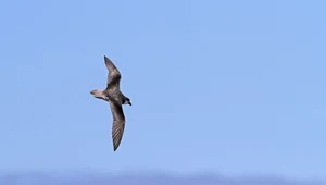 Petrel ubogi nad oceanem