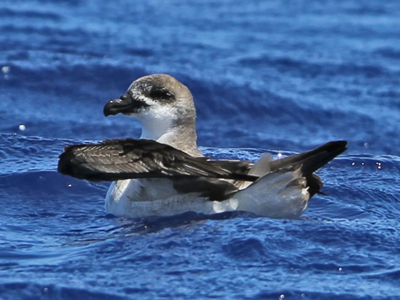 Petrel ubogi uwielbia huragany