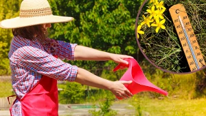Ogród marnieje w czasie upału? Działkowcy podpowiadają, jak nawadniać rośliny w lecie