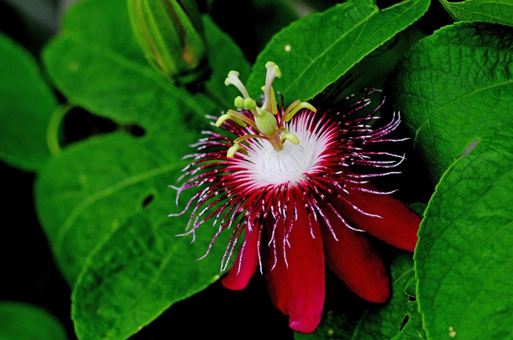 Passiflora ma zjawiskowe kwiaty.