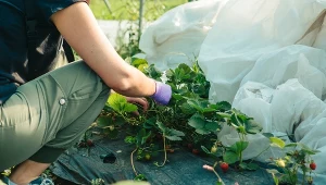 Truskawki potrzebują teraz twojej opieki. Nie przegap tego zabiegu 