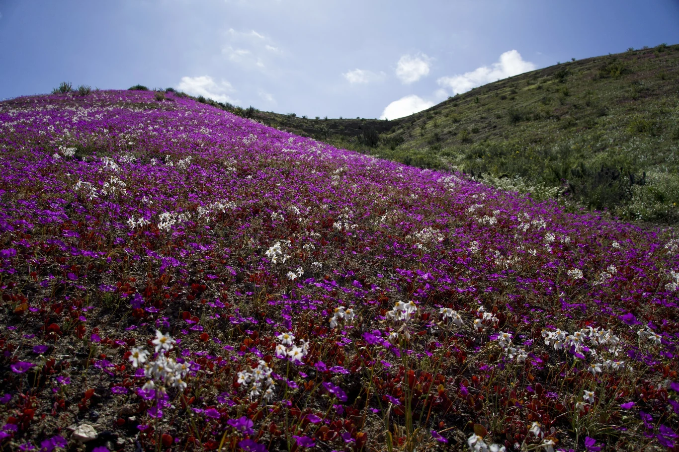 Atacama pokryta kwiatami w 2022 roku