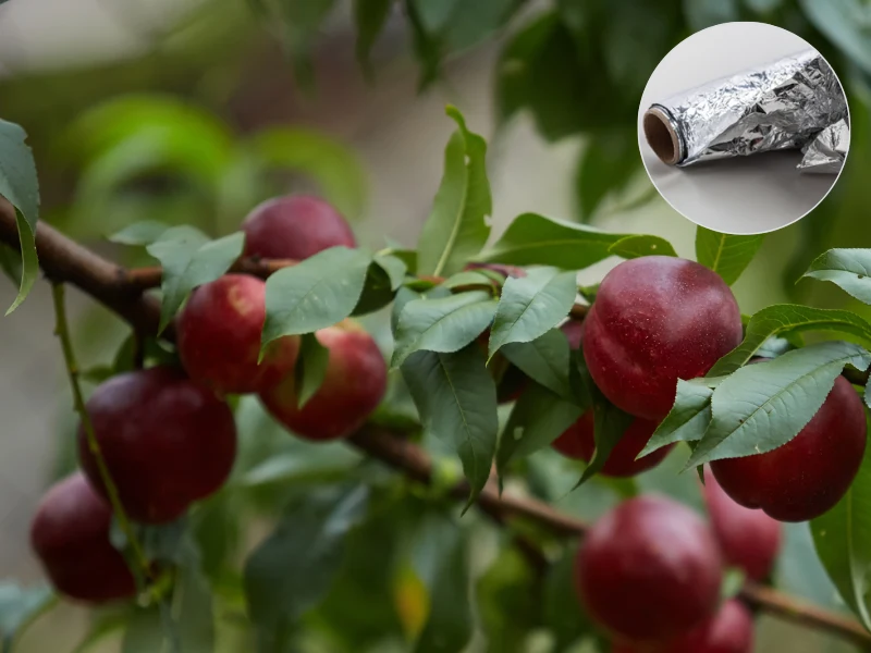 Folia aluminiowa w ogrodzie ma wiele cennych zastosowań. Dzięki niej ptaki będą trzymać się z daleka od drzewek owocowych Folia aluminiowa w ogrodzie ma wiele cennych zastosowań. Dzięki niej ptaki będą trzymać się z daleka od drzewek owocowych