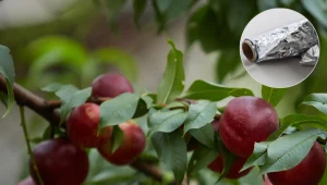 Weź folię aluminiową i owiń nią gałęzie drzewek owocowych. Rozwiążesz uciążliwy problem