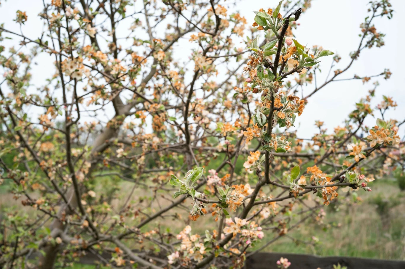 KE przydzieliła Polsce 37 mln dopłat dla właścicieli sadów i winorośli KE przydzieliła Polsce 37 mln dopłat dla właścicieli sadów i winorośli