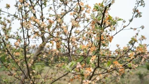 KE przydzieliła Polsce 37 mln dopłat dla właścicieli sadów i winorośli