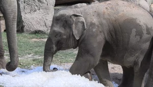 Zwierzęta w praskim zoo dostały tony lodu dla ochłody