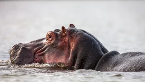Latające hipopotamy. Unoszą się w powietrzu dłużej, niż może się wydawać