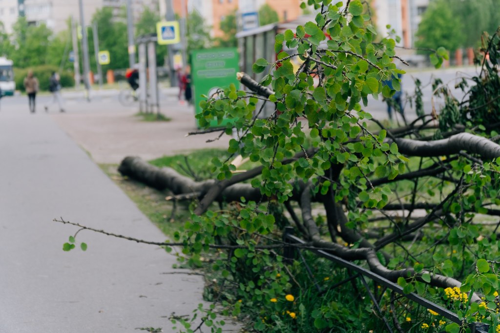 Resort klimatu chce chronić zieleń przed nadmierną i nieuzasadnioną wycinką