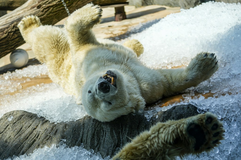 Niedźwiedź polarny zachwycony lodem w zoo w Pradze