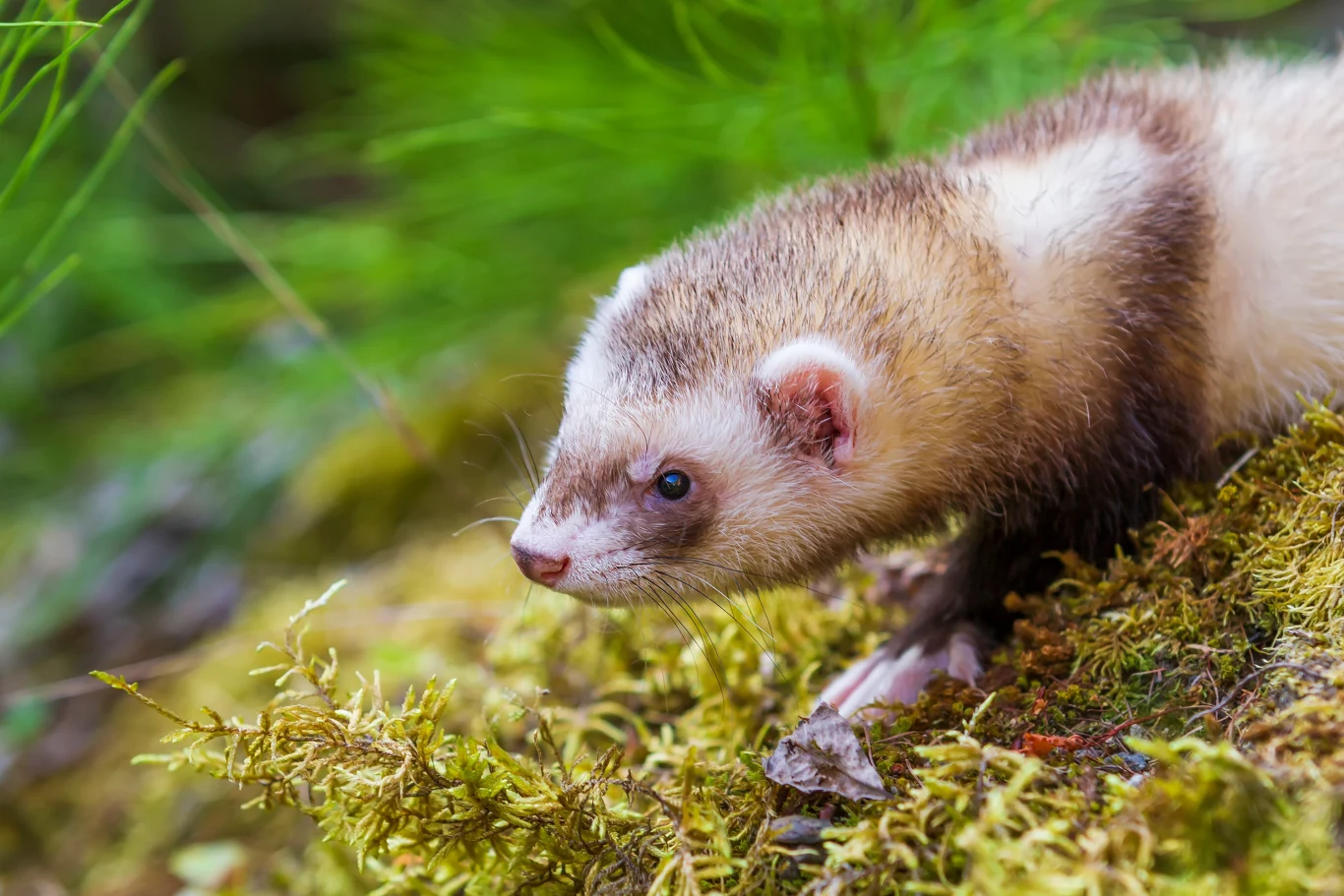 Fretka to udomowiona forma tchórza