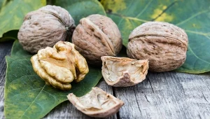 Korzystne dla zdrowia są nie tylko owoce, ale także liście z orzecha włoskiego
